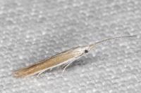 Coleophora