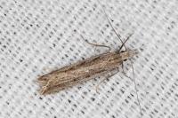Dichomeris helianthemi