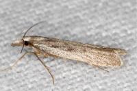 Dichomeris helianthemi