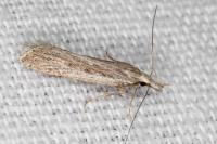 Dichomeris helianthemi