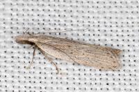 Dichomeris limbipunctella