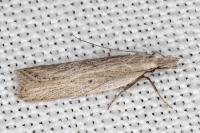 Dichomeris limbipunctella