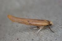 Zelleria hepariella