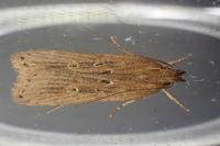 Helcystogramma triannulella