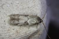 Blastobasis glandulella