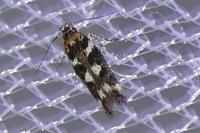 Caryocolum tischeriellum
