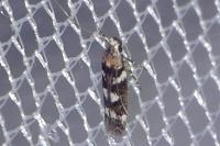 Caryocolum tischeriellum