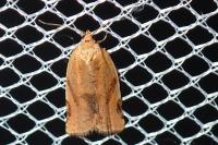 Paramesia gnomana