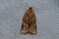 Paramesia gnomana