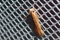 Helcystogramma lutatella