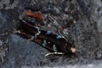 Oxypteryx wilkella