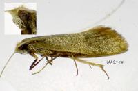 Nematopogon swammerdamella