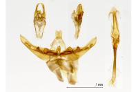 Nematopogon swammerdamella