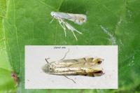 Phyllonorycter harrisella