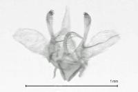 Phyllonorycter harrisella