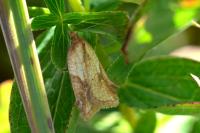 Acleris aspersana