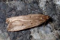 Acompsia antirrhinella/tripunctella