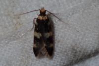 Oegoconia