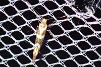 Argyresthia goedartella