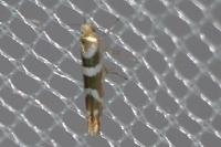 Argyresthia goedartella
