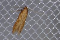 Metzneria neuropterella