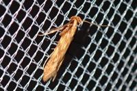 Metzneria neuropterella