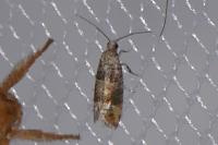 Clavigesta purdeyi