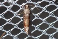 Clavigesta purdeyi