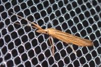 Coleophora