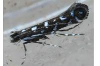 Parectopa ononidis