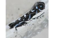 Parectopa ononidis