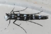 Parectopa ononidis