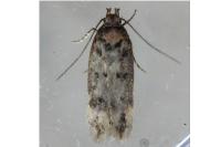 Bryotropha