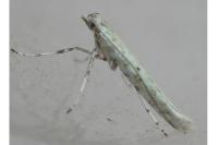 Povolnya leucapennella