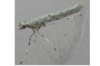 Povolnya leucapennella
