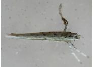 Povolnya leucapennella