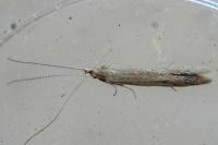 Coleophora
