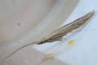 Coleophora