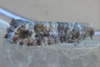 Clavigesta sylvestrana