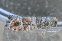 Clavigesta sylvestrana