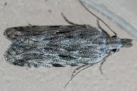 Anarsia