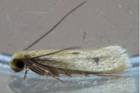 Tinea