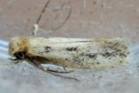 Anomalotinea liguriella
