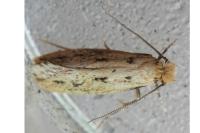 Anomalotinea liguriella