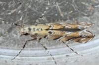Acrocercops cocciferellum