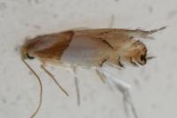 Phyllonorycter roboris