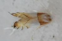 Phyllonorycter roboris