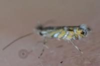 Macrosaccus robiniella