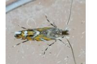 Macrosaccus robiniella