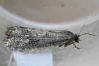 Cnephasia